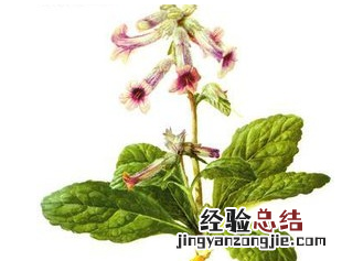 地黄根图片和功效是什么呢 地黄根作用