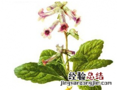 地黄根图片和功效是什么呢 地黄根作用
