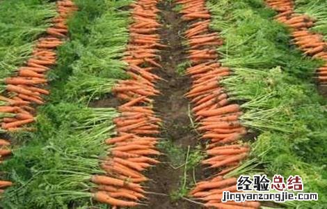 怎样提高胡萝卜的产量