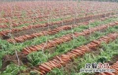 怎樣提高胡蘿蔔的産量