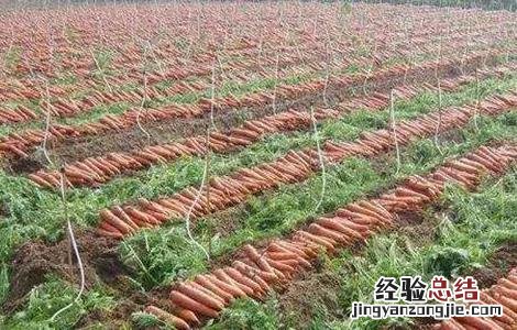 怎样提高胡萝卜的产量