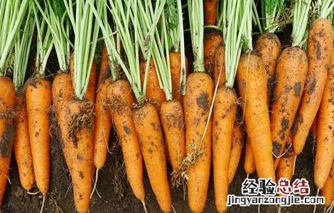 怎样提高胡萝卜的产量