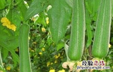 早春丝瓜种植技术 春季丝瓜的种植与技术