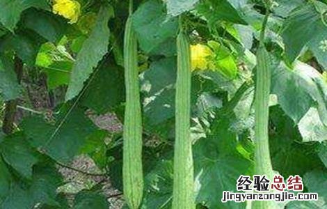 早春丝瓜种植技术 春季丝瓜的种植与技术