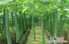 早春丝瓜种植技术 春季丝瓜的种植与技术