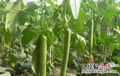 早春丝瓜种植技术 春季丝瓜的种植与技术