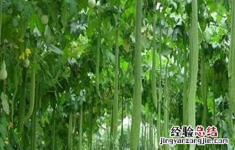 早春丝瓜种植技术 春季丝瓜的种植与技术