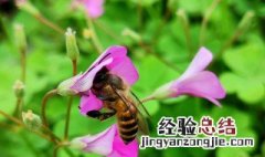 蜂花粉是如何收集的 蜂花粉怎么筛选