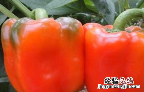 甜椒高产栽培技术 甜椒种植怎么增产