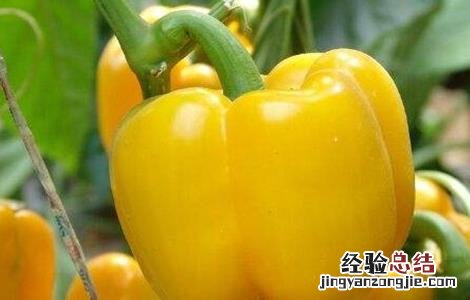 甜椒高产栽培技术 甜椒种植怎么增产