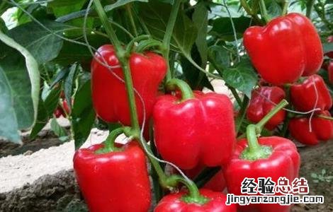 甜椒高产栽培技术 甜椒种植怎么增产