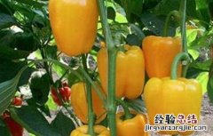 甜椒高产栽培技术 甜椒种植怎么增产