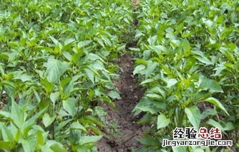 辣椒徒长原因及防治措施 辣椒徒长原因及防治措施有哪些