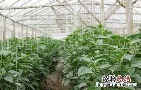 辣椒徒长原因及防治措施 辣椒徒长原因及防治措施有哪些