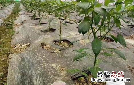辣椒徒长原因及防治措施 辣椒徒长原因及防治措施有哪些