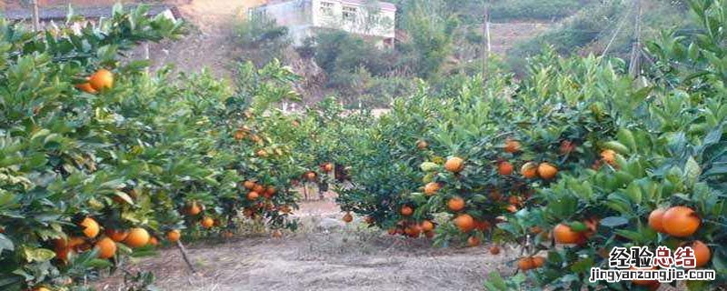 多效唑能和磷酸二氢钾一起用吗有毒吗 多效唑能和磷酸二氢钾一起用吗