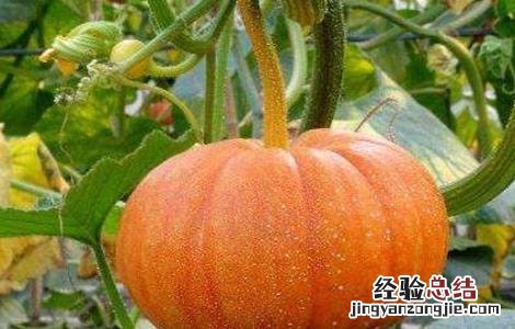 春天适合种什么蔬菜 广东春天适合种什么蔬菜