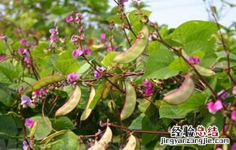 扁豆种植需要注意哪些问题呢 扁豆种植需要注意哪些问题