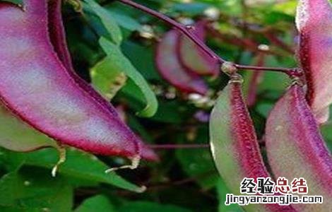 扁豆种植需要注意哪些问题呢 扁豆种植需要注意哪些问题