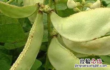 扁豆种植需要注意哪些问题呢 扁豆种植需要注意哪些问题