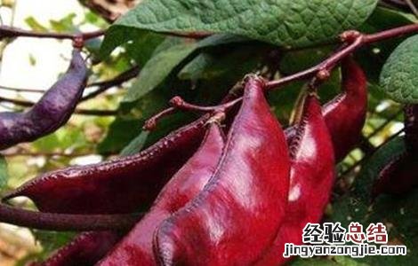 扁豆种植需要注意哪些问题呢 扁豆种植需要注意哪些问题