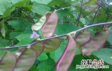 扁豆种植需要注意哪些问题呢 扁豆种植需要注意哪些问题