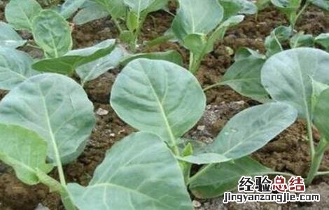 芥蓝施什么肥最好 芥蓝施肥技术