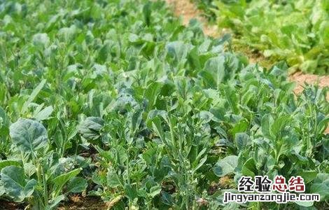 芥蓝施什么肥最好 芥蓝施肥技术