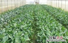 芥蓝施什么肥最好 芥蓝施肥技术