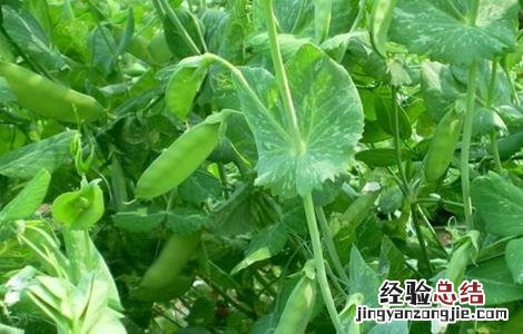 豌豆育种方法 豌豆育苗技术