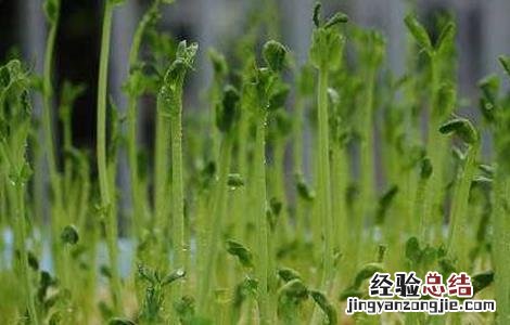 豌豆育种方法 豌豆育苗技术