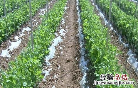 豌豆育种方法 豌豆育苗技术