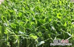 豌豆育种方法 豌豆育苗技术