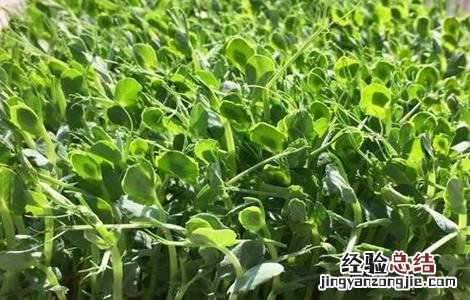 豌豆育种方法 豌豆育苗技术