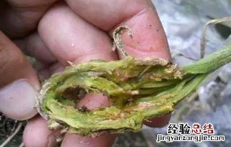 黄瓜死棵原因及防治措施 黄瓜中后期死棵是什么病