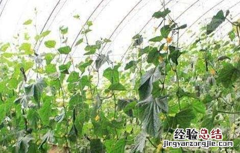 黄瓜死棵原因及防治措施 黄瓜中后期死棵是什么病