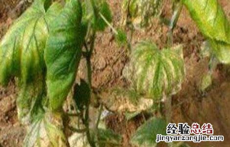 黄瓜死棵原因及防治措施 黄瓜中后期死棵是什么病