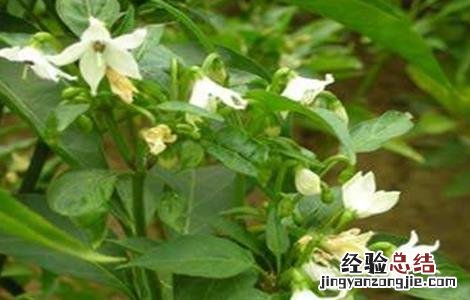辣椒坐果率低原因 辣椒开花结果少是什么原因