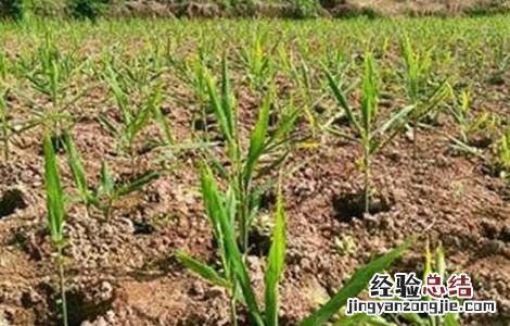 生姜死苗原因及预防措施 生姜死苗原因及预防措施有哪些