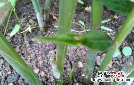 生姜死苗原因及预防措施 生姜死苗原因及预防措施有哪些