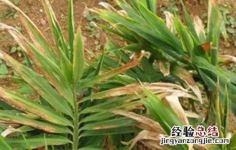 生姜死苗原因及预防措施 生姜死苗原因及预防措施有哪些