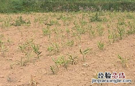 生姜死苗原因及预防措施 生姜死苗原因及预防措施有哪些