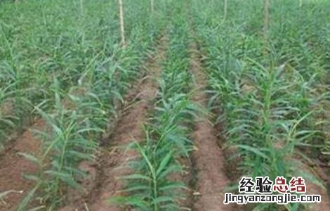 生姜死苗原因及预防措施 生姜死苗原因及预防措施有哪些