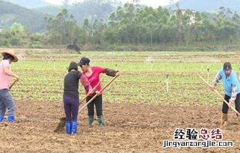 菜心施肥方法及注意事项 菜心施肥方法及注意事项图片
