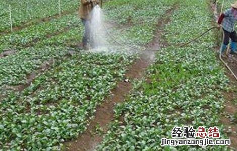 菜心施肥方法及注意事项 菜心施肥方法及注意事项图片