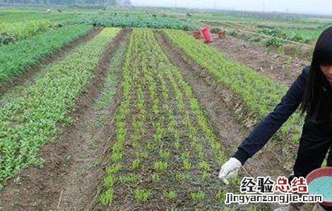 菜心施肥方法及注意事项 菜心施肥方法及注意事项图片