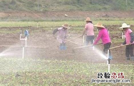 菜心施肥方法及注意事项 菜心施肥方法及注意事项图片