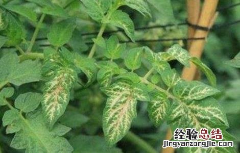 西红柿常见病害及防治用药 西红柿药害原因及防治措施