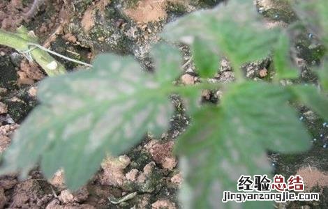 西红柿常见病害及防治用药 西红柿药害原因及防治措施