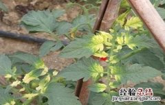 西红柿常见病害及防治用药 西红柿药害原因及防治措施